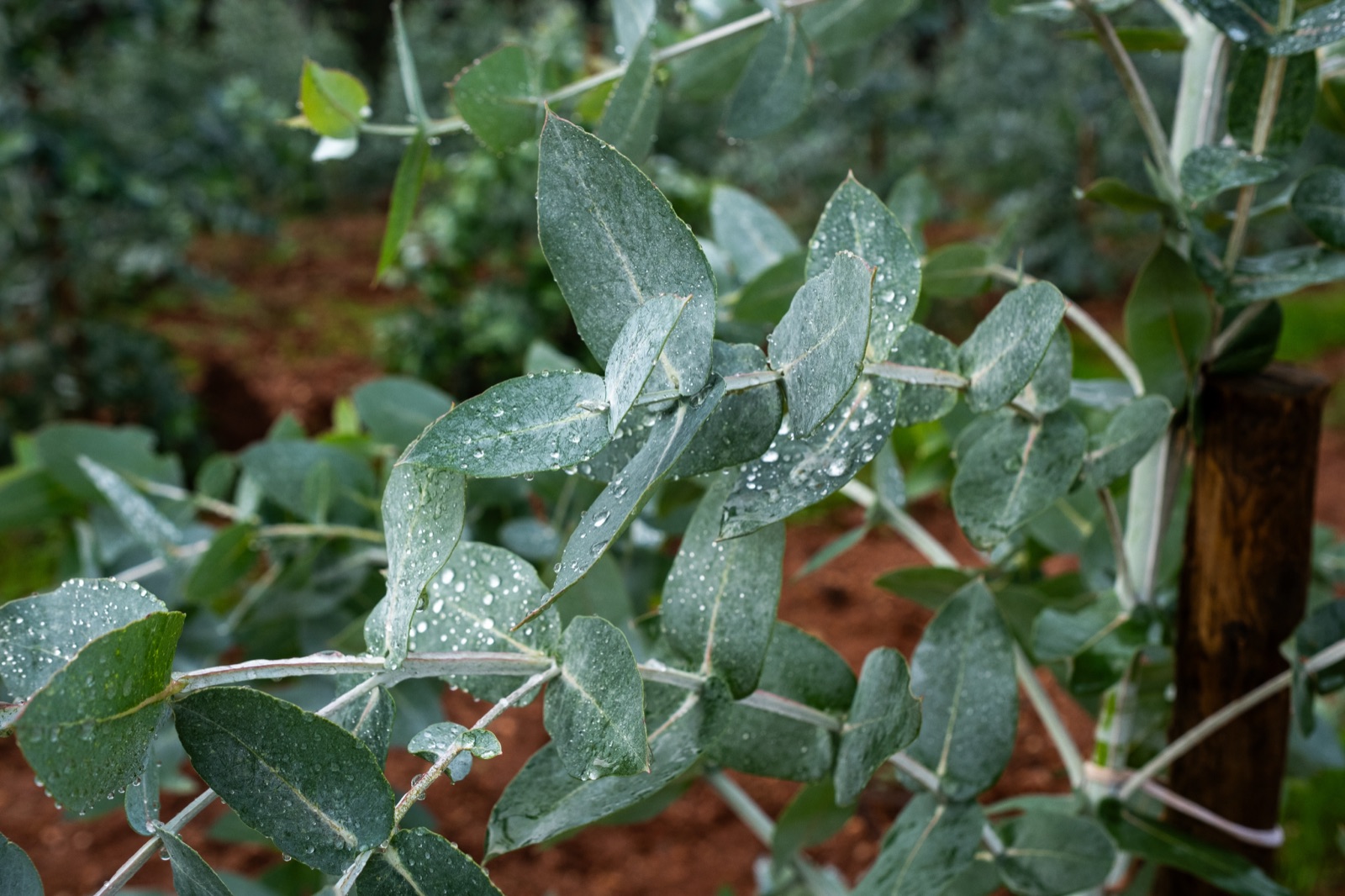 Close-up of a eucalyptus branch with leaves and rain droplets