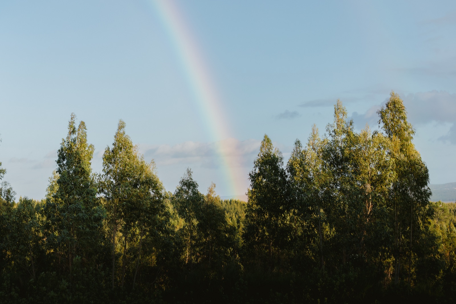 Eucalyptus forest under a rainbow sky