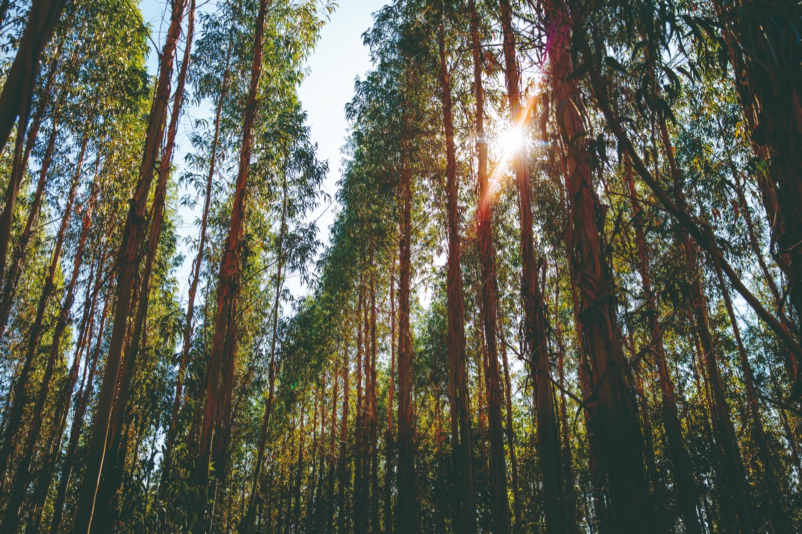 Eucalyptus forest, view from below
