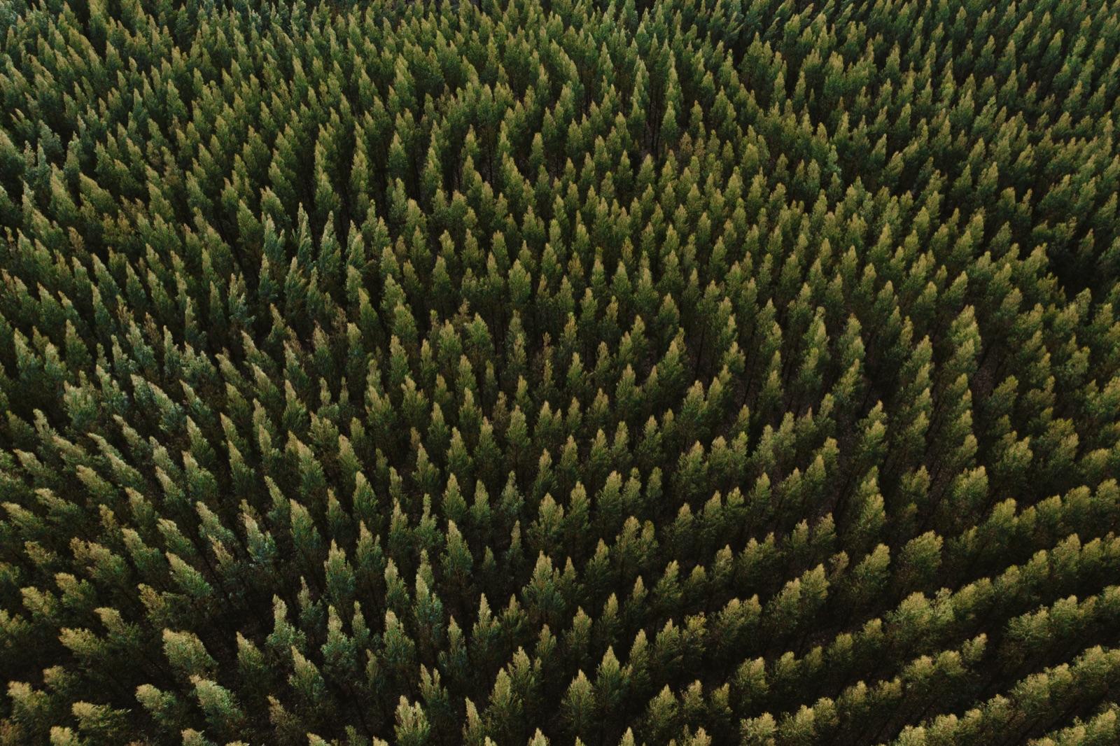 Eucalyptus forest from above