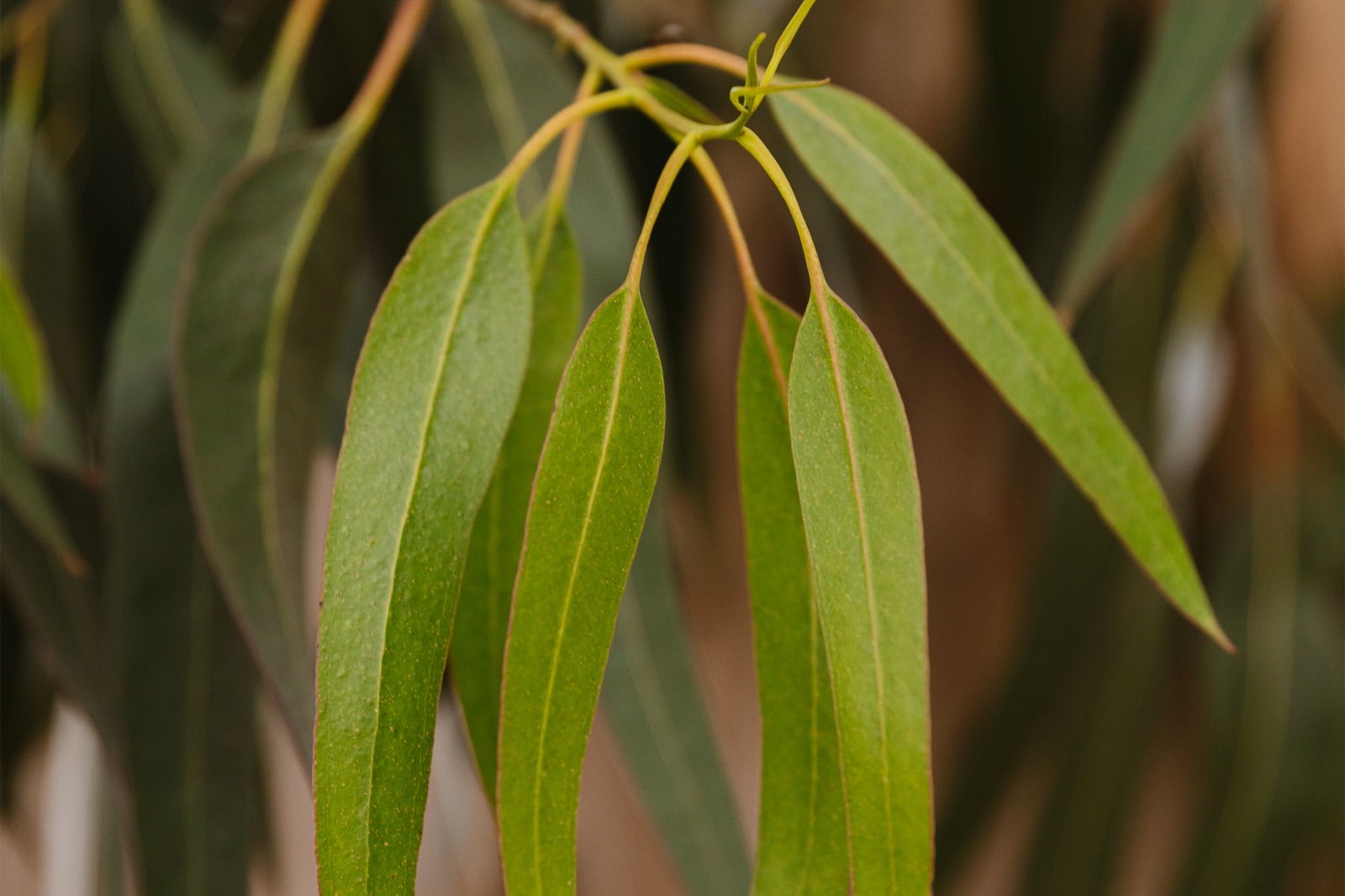 Eucalyptus leaves