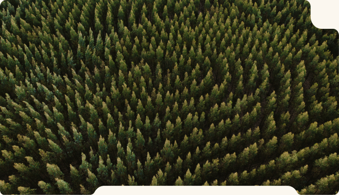 Eucalyptus forest and integrated pulp operations