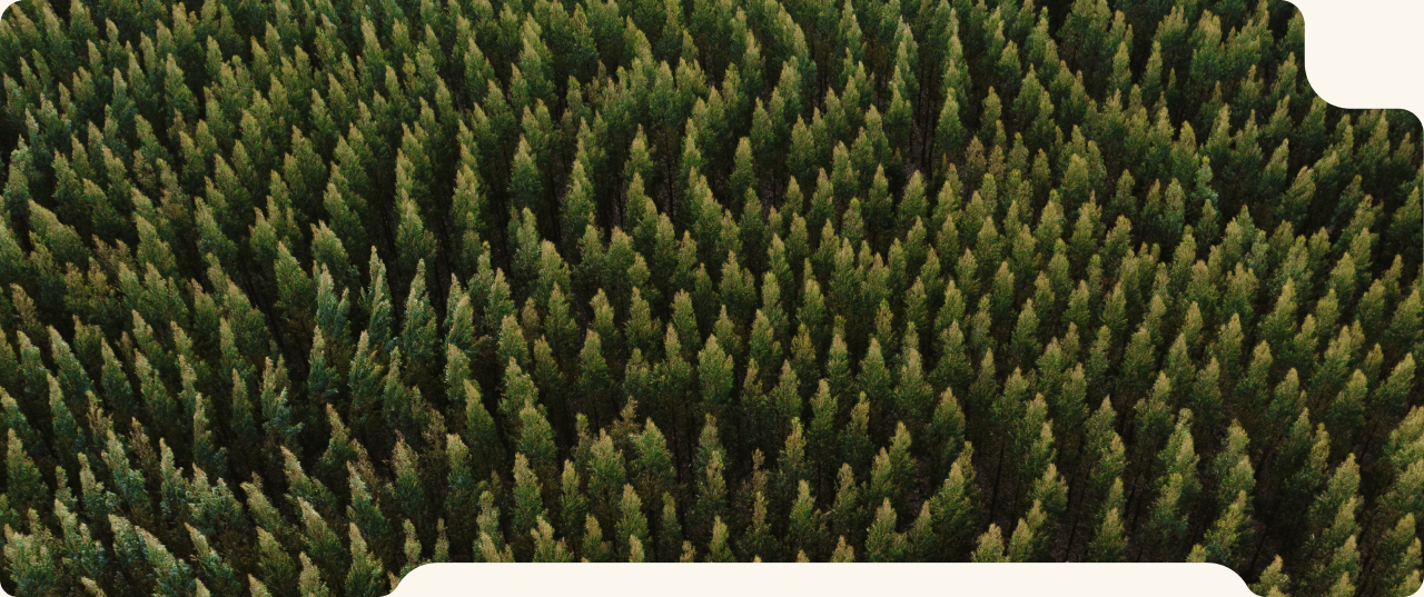Eucalyptus forest and integrated pulp operations
