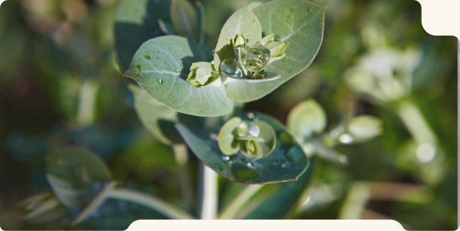 Eucalyptus leaves and sustainably sourced pulp bales