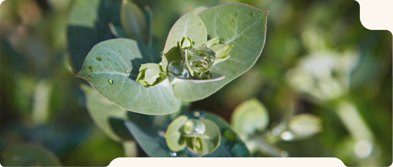 Eucalyptus leaves and sustainably sourced pulp bales